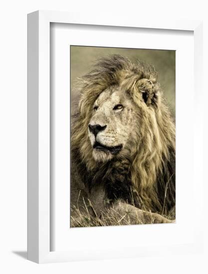 Africa, Kenya, Masai Mara National Reserve. Portrait of old male lion.-Jaynes Gallery-Framed Photographic Print