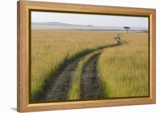 Africa, Kenya, Masai Mara National Reserve. Savannah with tire tracks.-Emily Wilson-Framed Premier Image Canvas