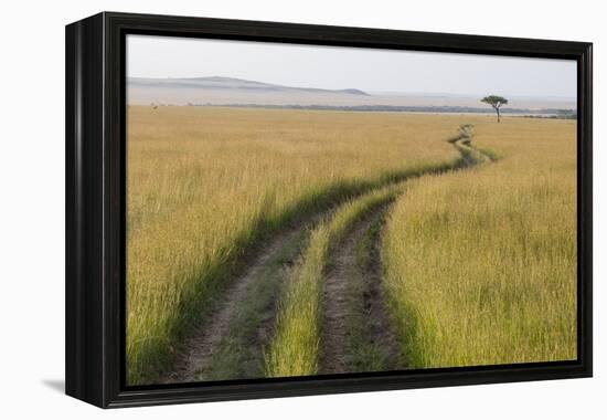 Africa, Kenya, Masai Mara National Reserve. Savannah with tire tracks.-Emily Wilson-Framed Premier Image Canvas