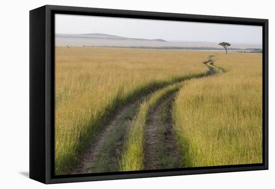 Africa, Kenya, Masai Mara National Reserve. Savannah with tire tracks.-Emily Wilson-Framed Premier Image Canvas