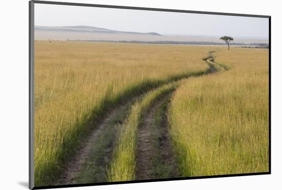 Africa, Kenya, Masai Mara National Reserve. Savannah with tire tracks.-Emily Wilson-Mounted Photographic Print