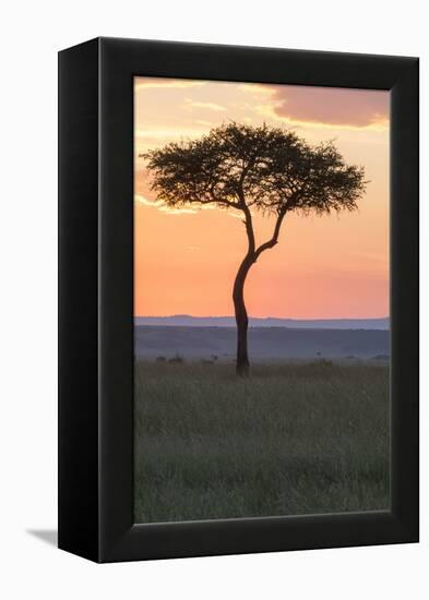 Africa, Kenya, Masai Mara National Reserve. Sunset over tree.-Emily Wilson-Framed Premier Image Canvas