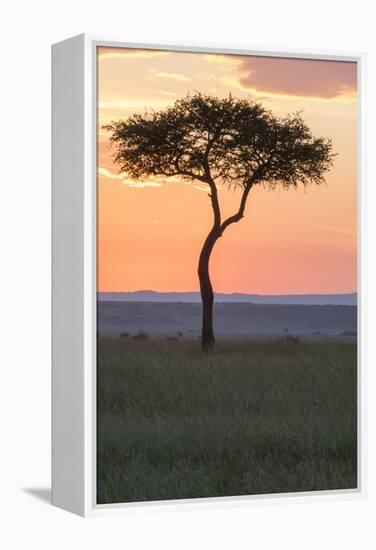 Africa, Kenya, Masai Mara National Reserve. Sunset over tree.-Emily Wilson-Framed Premier Image Canvas