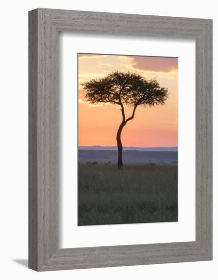 Africa, Kenya, Masai Mara National Reserve. Sunset over tree.-Emily Wilson-Framed Photographic Print