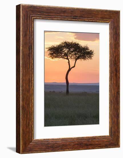 Africa, Kenya, Masai Mara National Reserve. Sunset over tree.-Emily Wilson-Framed Photographic Print