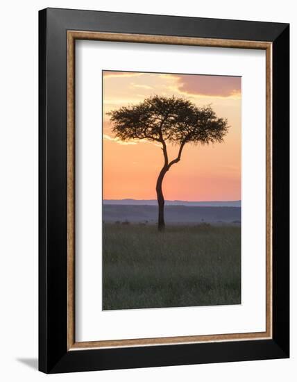 Africa, Kenya, Masai Mara National Reserve. Sunset over tree.-Emily Wilson-Framed Photographic Print