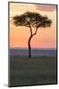 Africa, Kenya, Masai Mara National Reserve. Sunset over tree.-Emily Wilson-Mounted Photographic Print