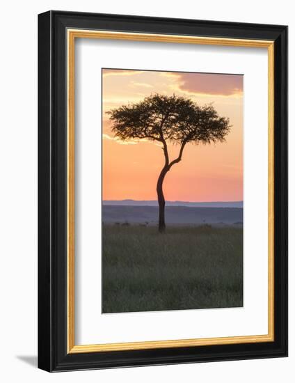 Africa, Kenya, Masai Mara National Reserve. Sunset over tree.-Emily Wilson-Framed Photographic Print