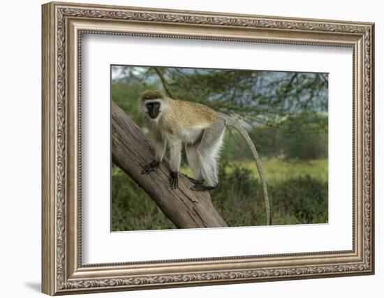 Africa, Kenya, Masai Mara National Reserve. Vervet monkey on tree.-Jaynes Gallery-Framed Photographic Print