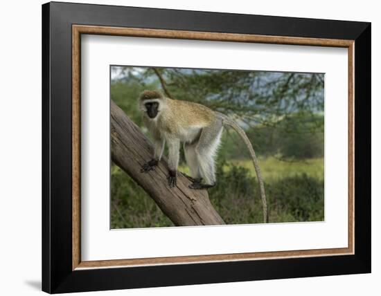 Africa, Kenya, Masai Mara National Reserve. Vervet monkey on tree.-Jaynes Gallery-Framed Photographic Print