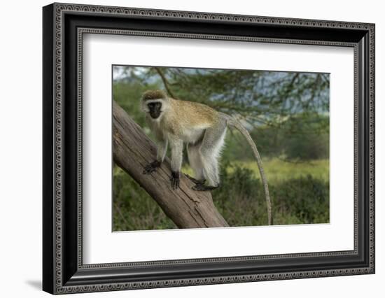 Africa, Kenya, Masai Mara National Reserve. Vervet monkey on tree.-Jaynes Gallery-Framed Photographic Print