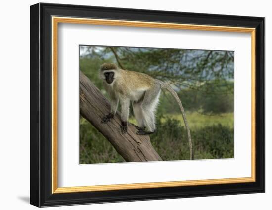 Africa, Kenya, Masai Mara National Reserve. Vervet monkey on tree.-Jaynes Gallery-Framed Photographic Print