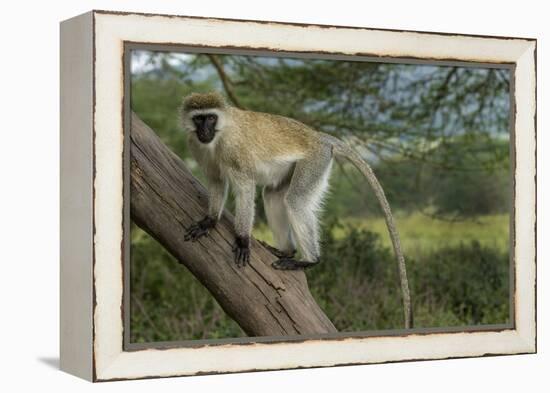 Africa, Kenya, Masai Mara National Reserve. Vervet monkey on tree.-Jaynes Gallery-Framed Premier Image Canvas