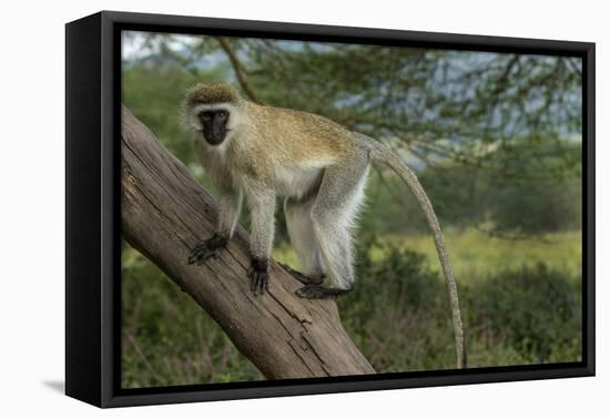 Africa, Kenya, Masai Mara National Reserve. Vervet monkey on tree.-Jaynes Gallery-Framed Premier Image Canvas