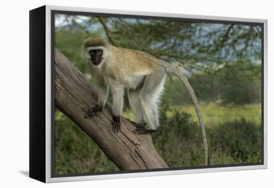 Africa, Kenya, Masai Mara National Reserve. Vervet monkey on tree.-Jaynes Gallery-Framed Premier Image Canvas