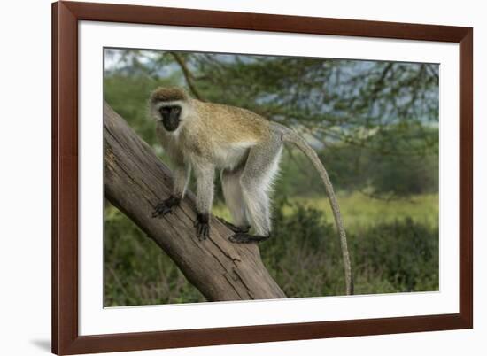 Africa, Kenya, Masai Mara National Reserve. Vervet monkey on tree.-Jaynes Gallery-Framed Premium Photographic Print