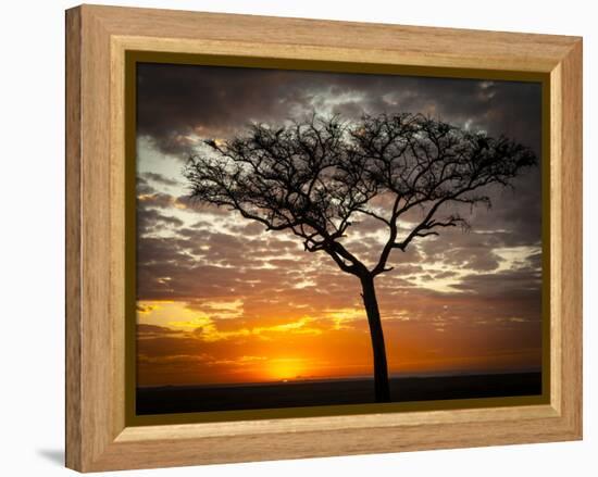 Africa, Kenya, Masai Mara, sunrise-George Theodore-Framed Premier Image Canvas