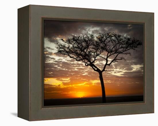 Africa, Kenya, Masai Mara, sunrise-George Theodore-Framed Premier Image Canvas