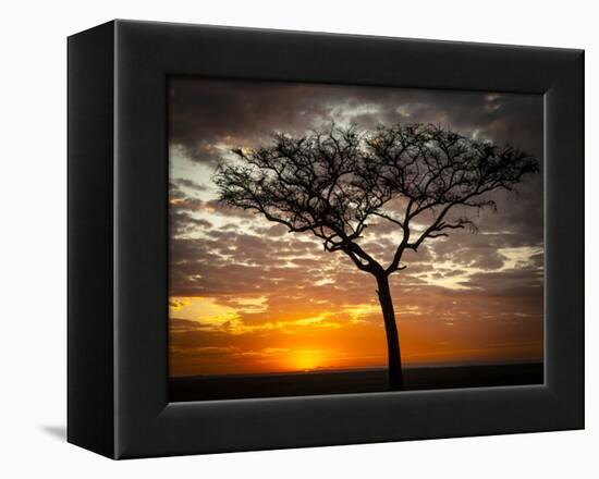 Africa, Kenya, Masai Mara, sunrise-George Theodore-Framed Premier Image Canvas