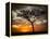 Africa, Kenya, Masai Mara, sunrise-George Theodore-Framed Premier Image Canvas