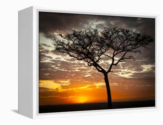 Africa, Kenya, Masai Mara, sunrise-George Theodore-Framed Premier Image Canvas