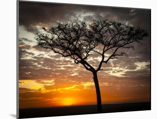 Africa, Kenya, Masai Mara, sunrise-George Theodore-Mounted Photographic Print