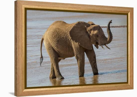 Africa, Kenya, Samburu, Ewaso Ng'iro River, African elephant.-Emily Wilson-Framed Premier Image Canvas
