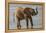 Africa, Kenya, Samburu, Ewaso Ng'iro River, African elephant.-Emily Wilson-Framed Premier Image Canvas