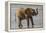 Africa, Kenya, Samburu, Ewaso Ng'iro River, African elephant.-Emily Wilson-Framed Premier Image Canvas