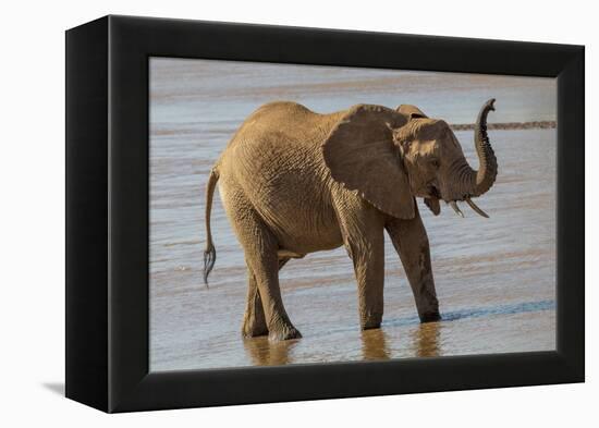 Africa, Kenya, Samburu, Ewaso Ng'iro River, African elephant.-Emily Wilson-Framed Premier Image Canvas