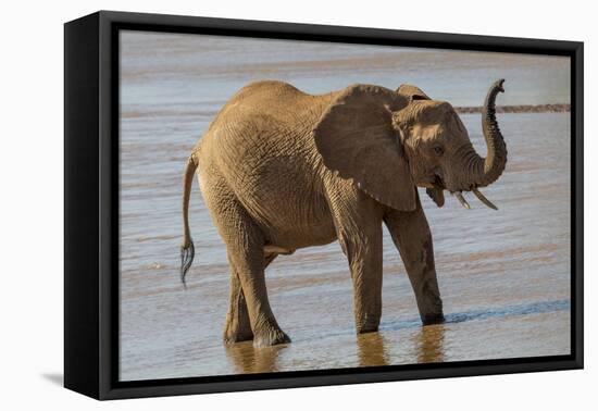 Africa, Kenya, Samburu, Ewaso Ng'iro River, African elephant.-Emily Wilson-Framed Premier Image Canvas