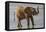 Africa, Kenya, Samburu, Ewaso Ng'iro River, African elephant.-Emily Wilson-Framed Premier Image Canvas