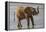 Africa, Kenya, Samburu, Ewaso Ng'iro River, African elephant.-Emily Wilson-Framed Premier Image Canvas