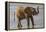 Africa, Kenya, Samburu, Ewaso Ng'iro River, African elephant.-Emily Wilson-Framed Premier Image Canvas