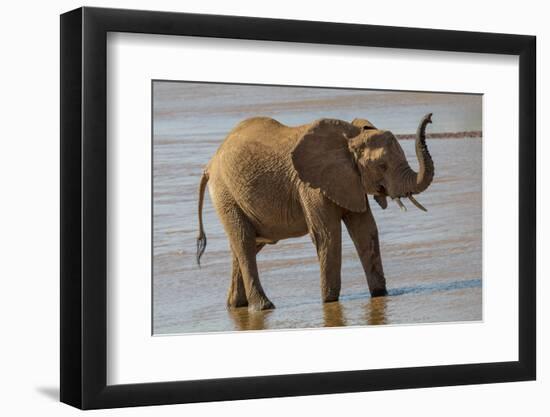 Africa, Kenya, Samburu, Ewaso Ng'iro River, African elephant.-Emily Wilson-Framed Photographic Print