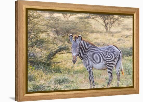 Africa, Kenya, Samburu National Game Reserve and Park, Grevy's Zebra.-Emily Wilson-Framed Premier Image Canvas