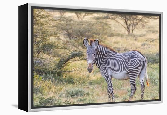 Africa, Kenya, Samburu National Game Reserve and Park, Grevy's Zebra.-Emily Wilson-Framed Premier Image Canvas