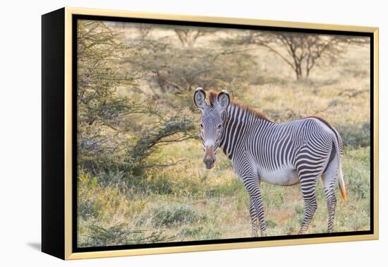 Africa, Kenya, Samburu National Game Reserve and Park, Grevy's Zebra.-Emily Wilson-Framed Premier Image Canvas