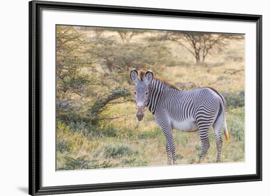 Africa, Kenya, Samburu National Game Reserve and Park, Grevy's Zebra.-Emily Wilson-Framed Premium Photographic Print