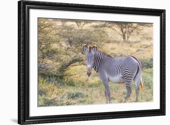 Africa, Kenya, Samburu National Game Reserve and Park, Grevy's Zebra.-Emily Wilson-Framed Premium Photographic Print