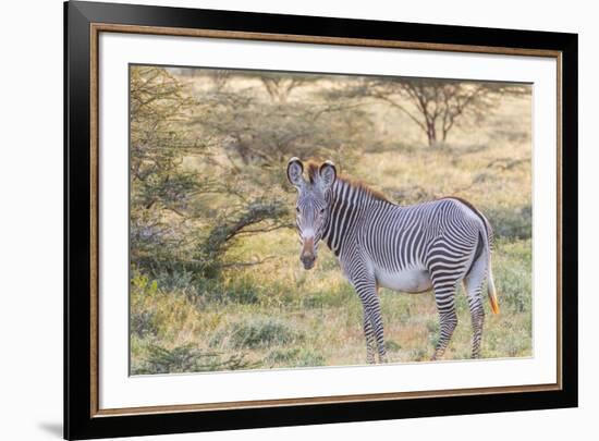 Africa, Kenya, Samburu National Game Reserve and Park, Grevy's Zebra.-Emily Wilson-Framed Premium Photographic Print