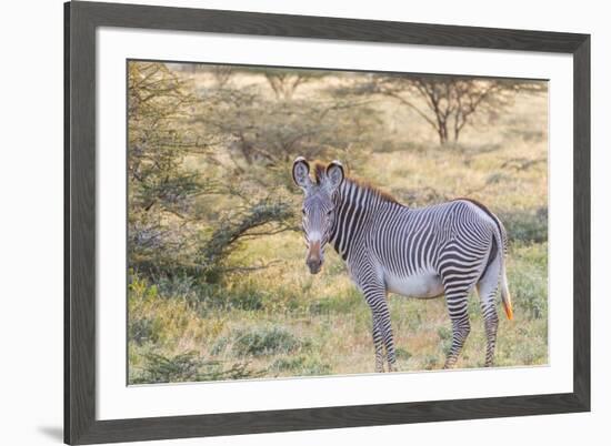 Africa, Kenya, Samburu National Game Reserve and Park, Grevy's Zebra.-Emily Wilson-Framed Premium Photographic Print