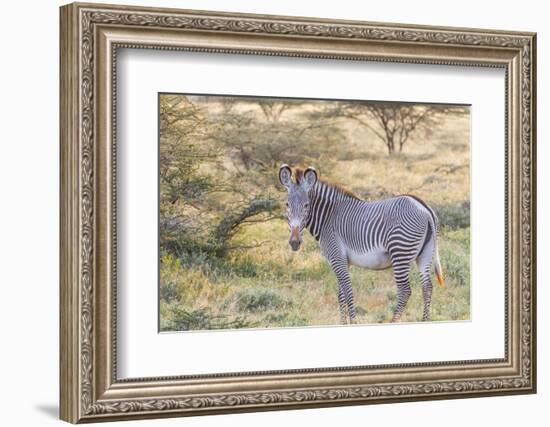 Africa, Kenya, Samburu National Game Reserve and Park, Grevy's Zebra.-Emily Wilson-Framed Photographic Print