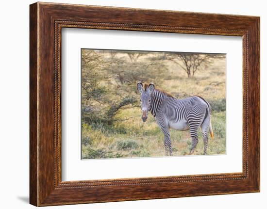 Africa, Kenya, Samburu National Game Reserve and Park, Grevy's Zebra.-Emily Wilson-Framed Photographic Print