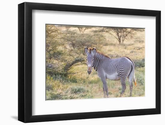Africa, Kenya, Samburu National Game Reserve and Park, Grevy's Zebra.-Emily Wilson-Framed Photographic Print