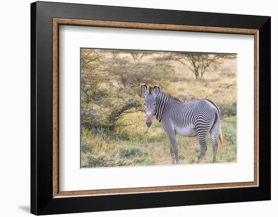 Africa, Kenya, Samburu National Game Reserve and Park, Grevy's Zebra.-Emily Wilson-Framed Photographic Print