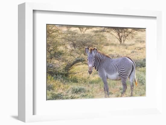 Africa, Kenya, Samburu National Game Reserve and Park, Grevy's Zebra.-Emily Wilson-Framed Photographic Print