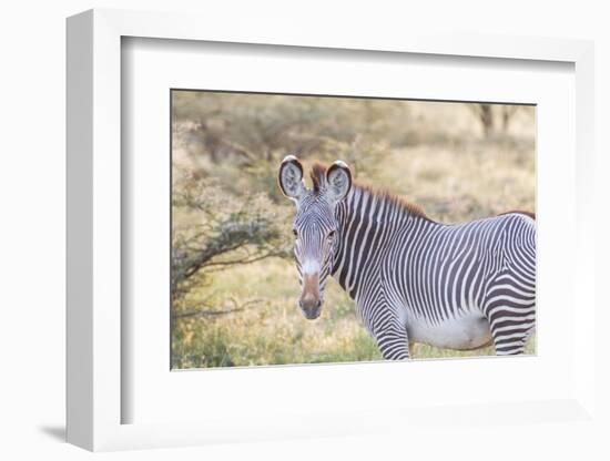 Africa, Kenya, Samburu National Game Reserve and Park, Grevy's Zebra.-Emily Wilson-Framed Photographic Print