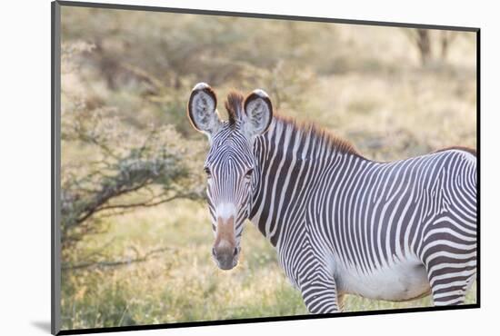 Africa, Kenya, Samburu National Game Reserve and Park, Grevy's Zebra.-Emily Wilson-Mounted Photographic Print