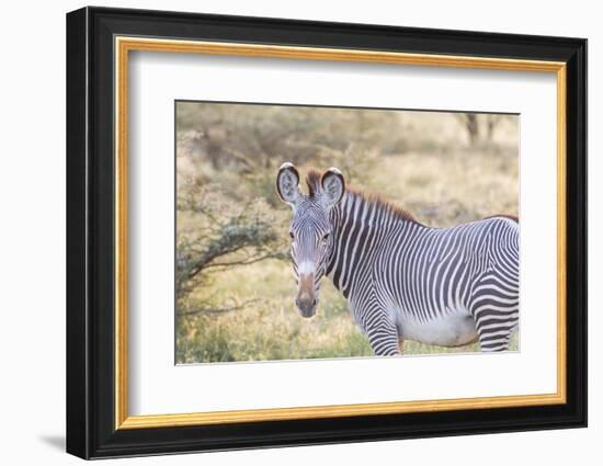 Africa, Kenya, Samburu National Game Reserve and Park, Grevy's Zebra.-Emily Wilson-Framed Photographic Print